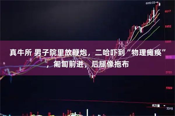 真牛所 男子院里放鞭炮，二哈吓到“物理瘫痪”，匍匐前进，后腿像拖布